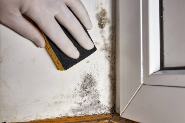Best Mold Prevention Services  in Huntsville, TN
